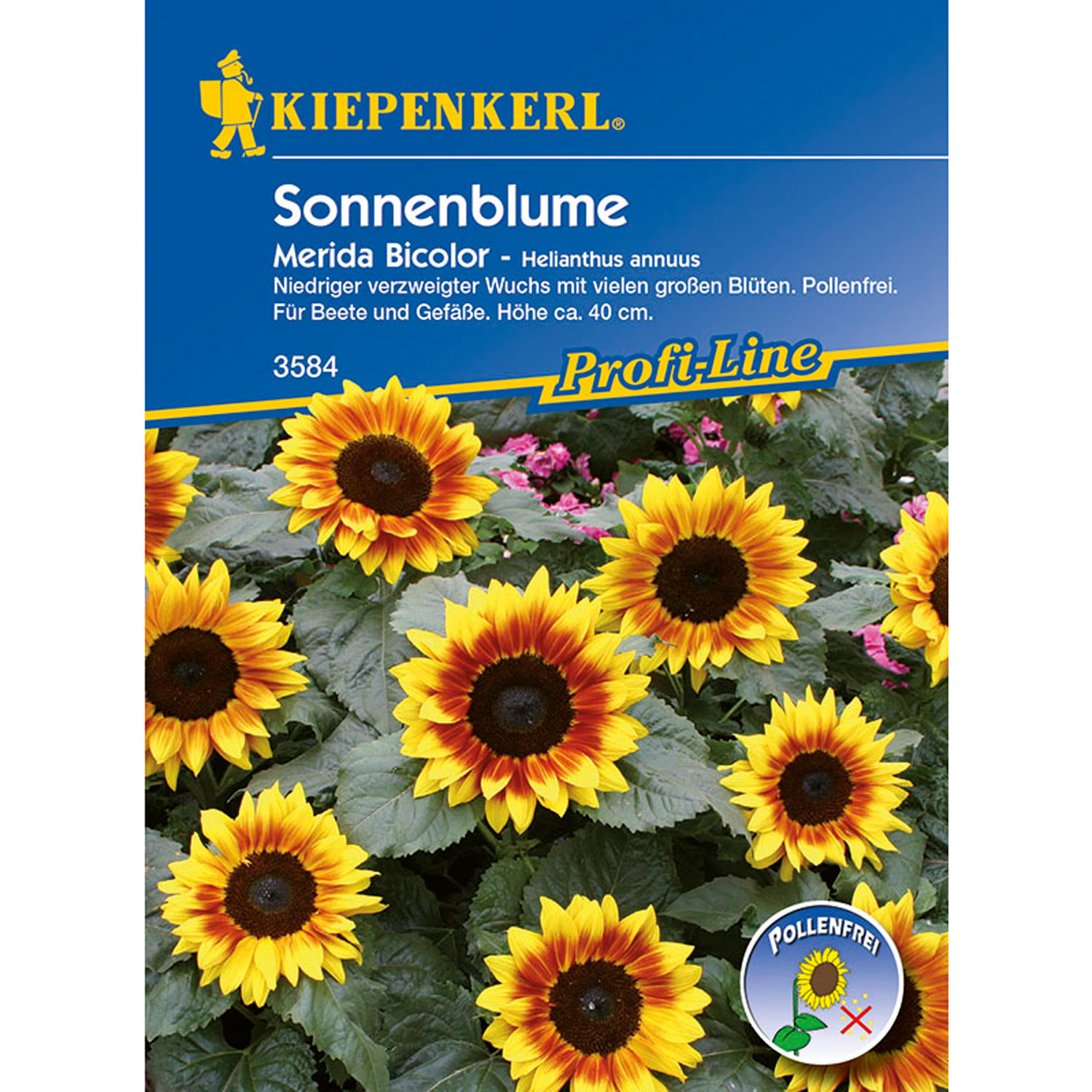 Sonnenblume 'Merida Bicolor'