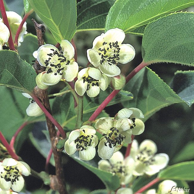 Befruchter-Kiwi 'Maskulino' (für Stachelbeer-Kiwis)