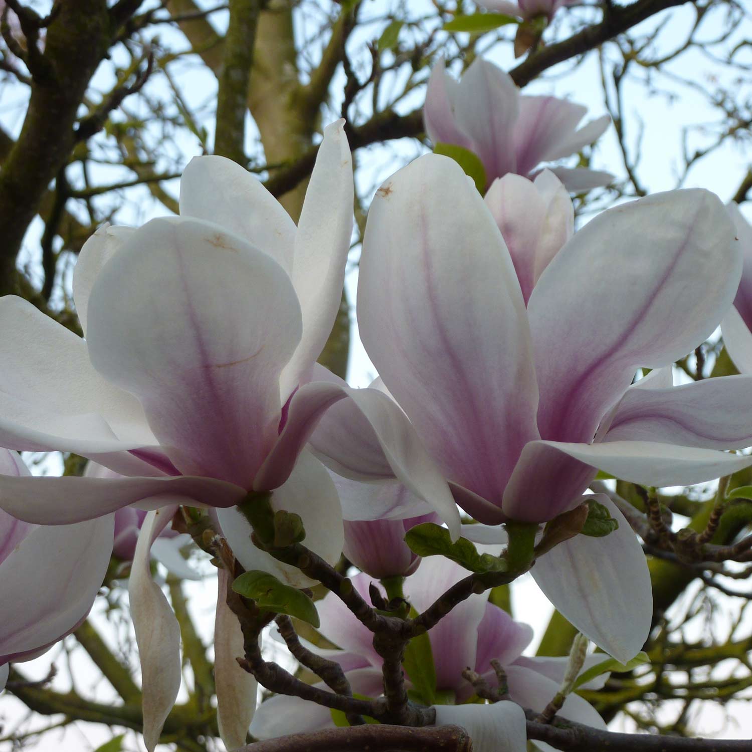 Tulpenmagnolie - Der Klassiker