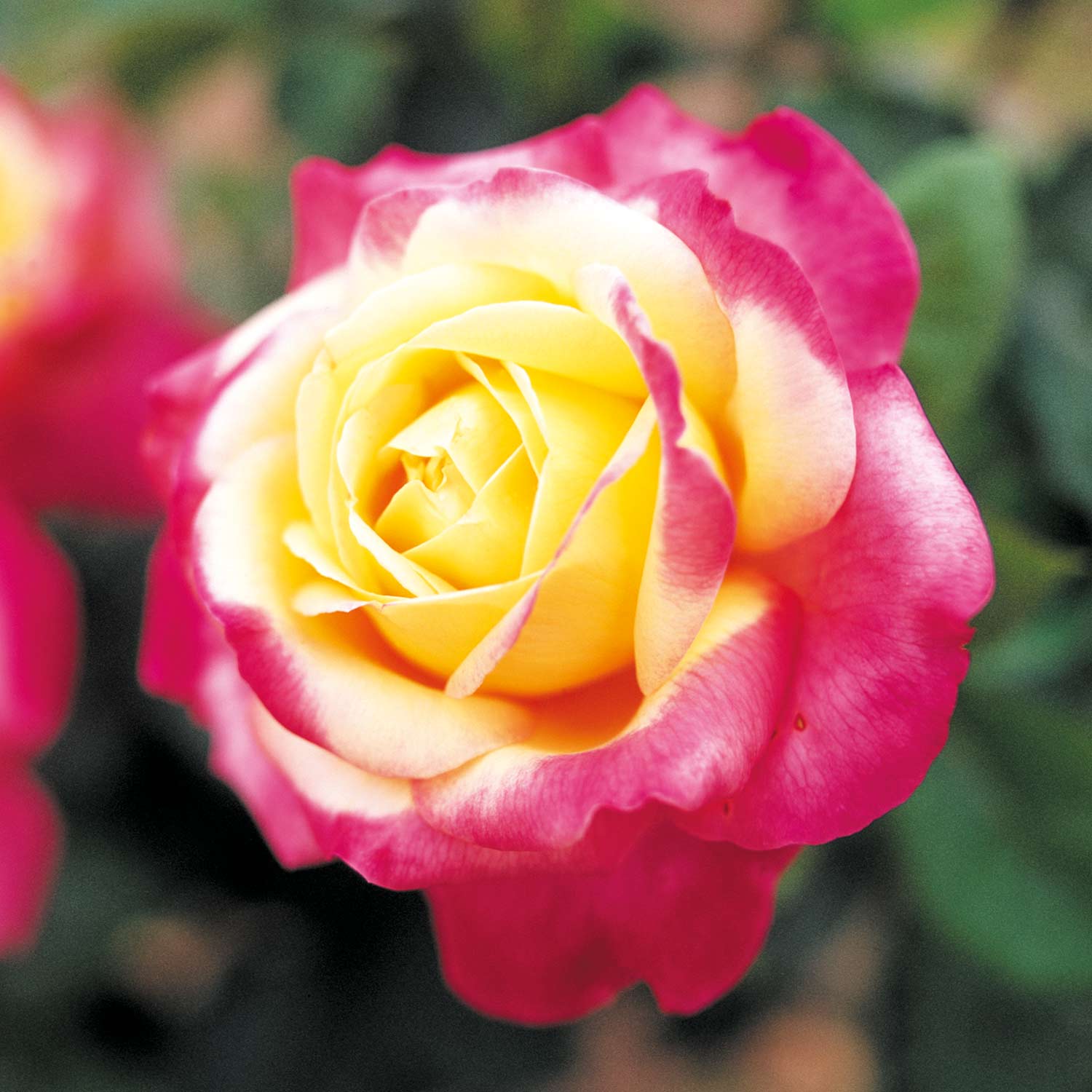 Edelrose 'Oriental Peace®'