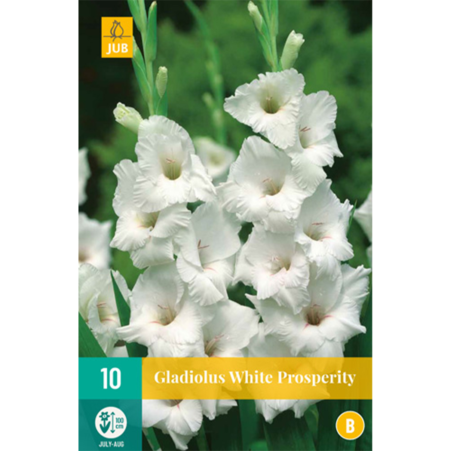 Gladiole 'White Prosperity' - 10 Stück