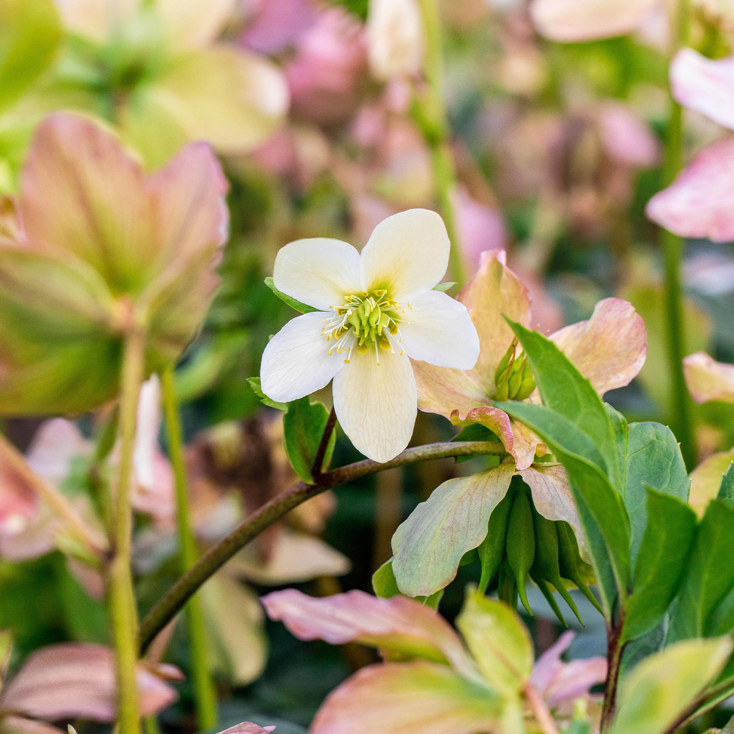 Frühe Christrose 'Praecox'