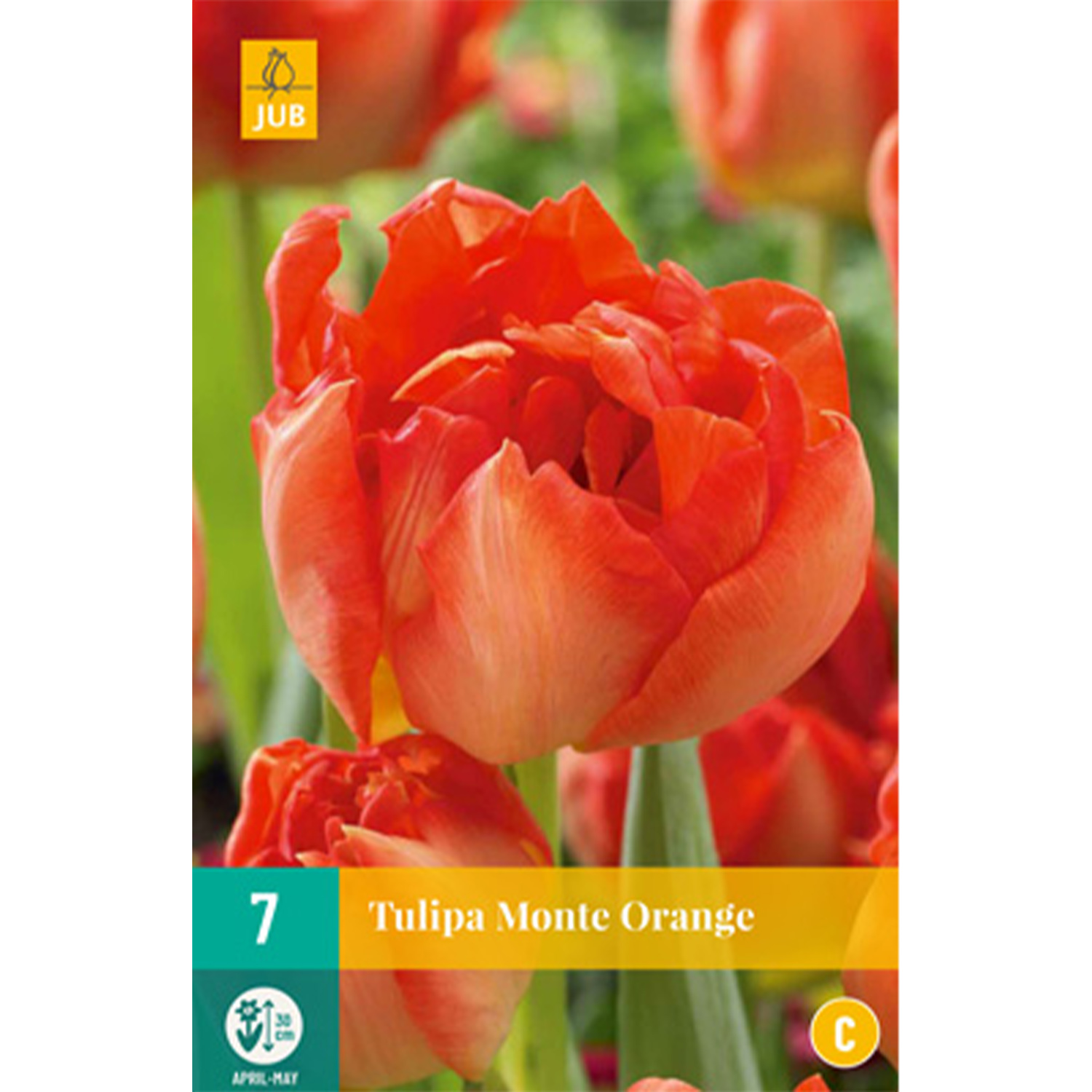 Gefüllte frühe Tulpe 'Monte Orange' - 7 Stück