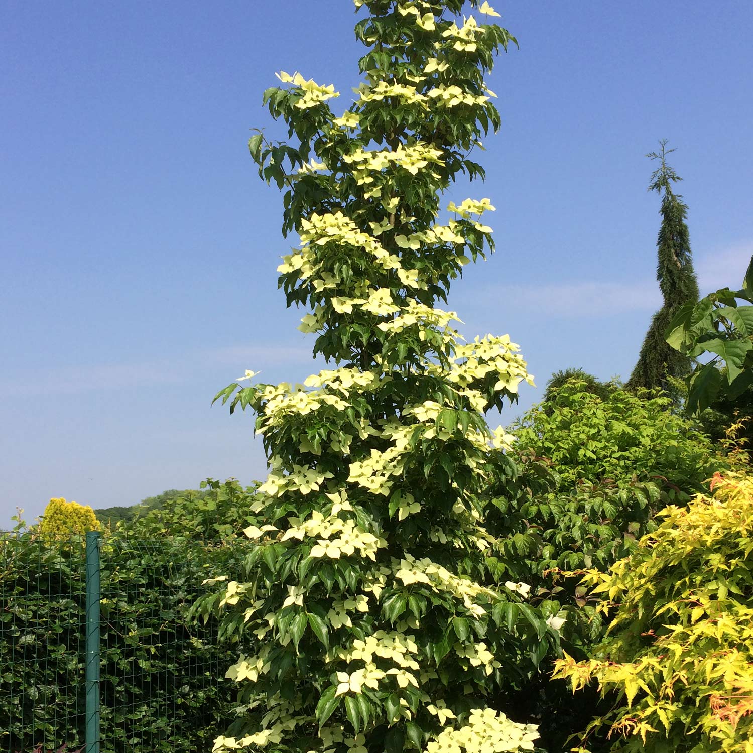 Blumenhartriegel 'Flower Tower'