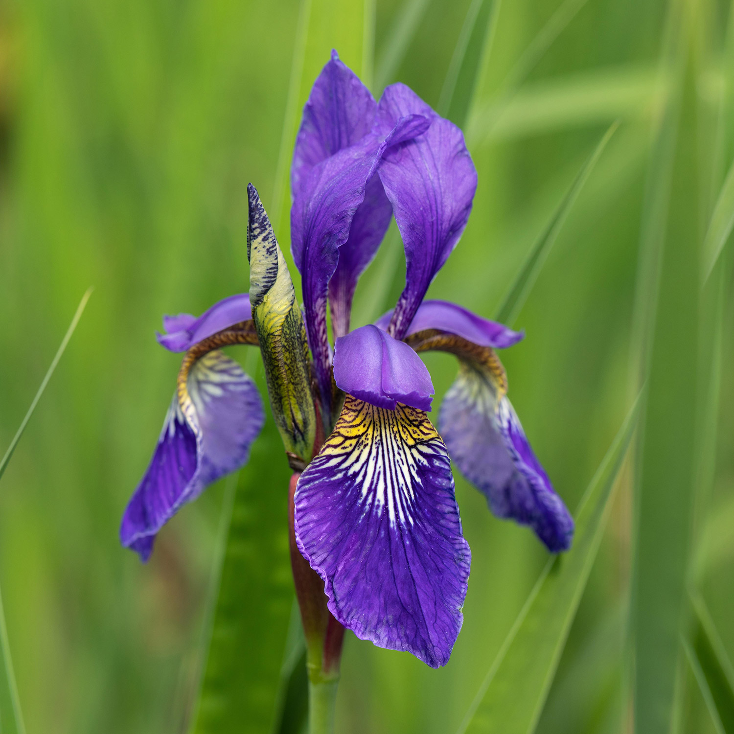 Sibirische Iris Cambridge