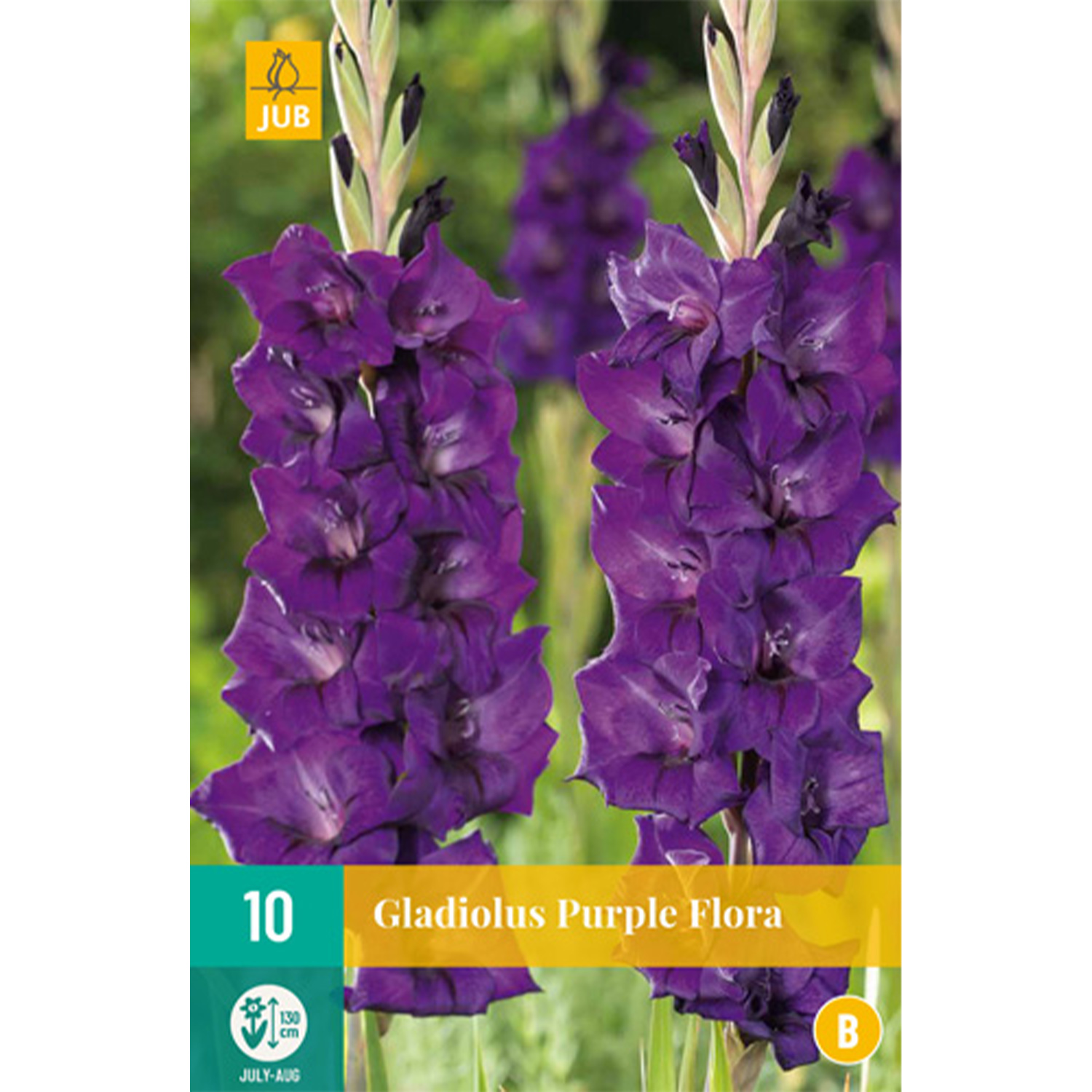 Gladiole 'Purple Flora' - 10 Stück