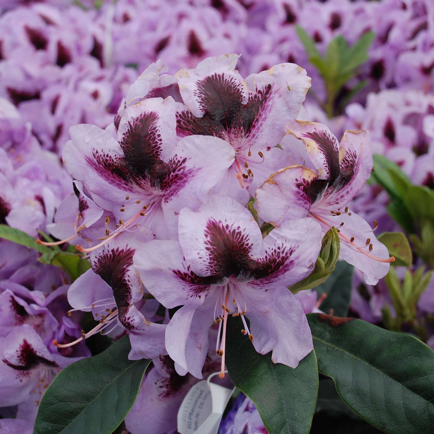 Rhododendron 'Metallica'