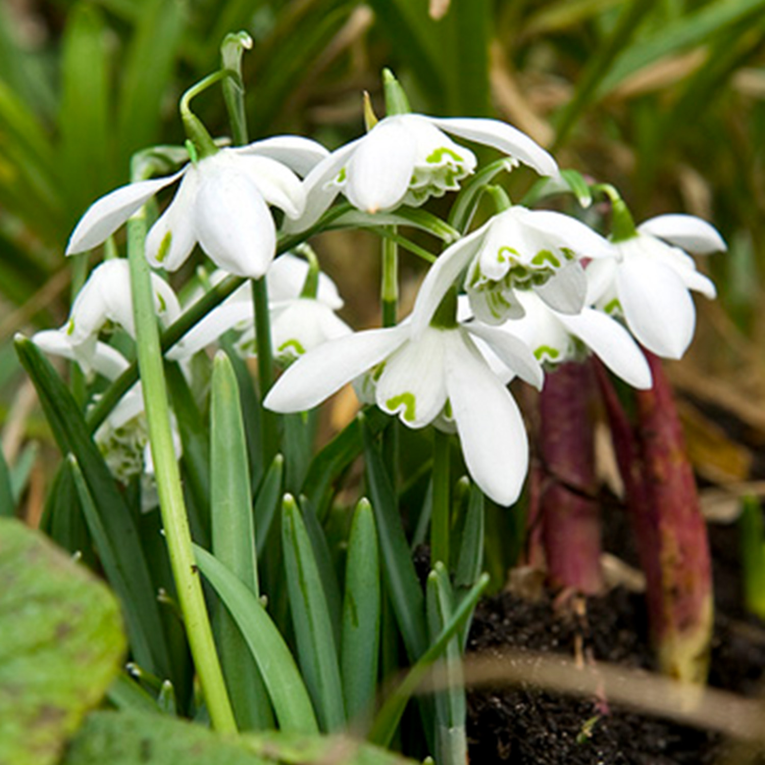 Gefüllte-Schneeglöckchen 'Flore Pleno' - 7 Stück