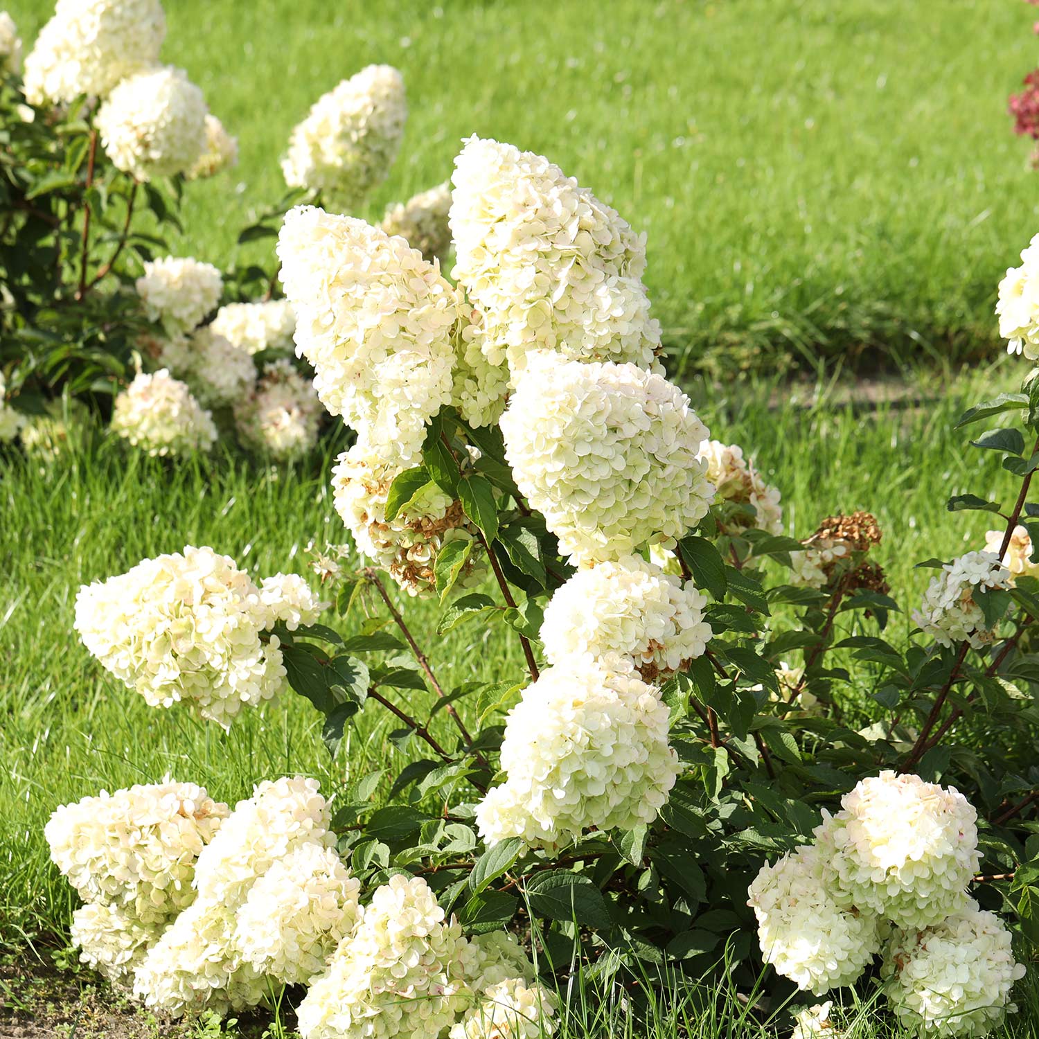 Rispenhortensie 'Polar Bear®'