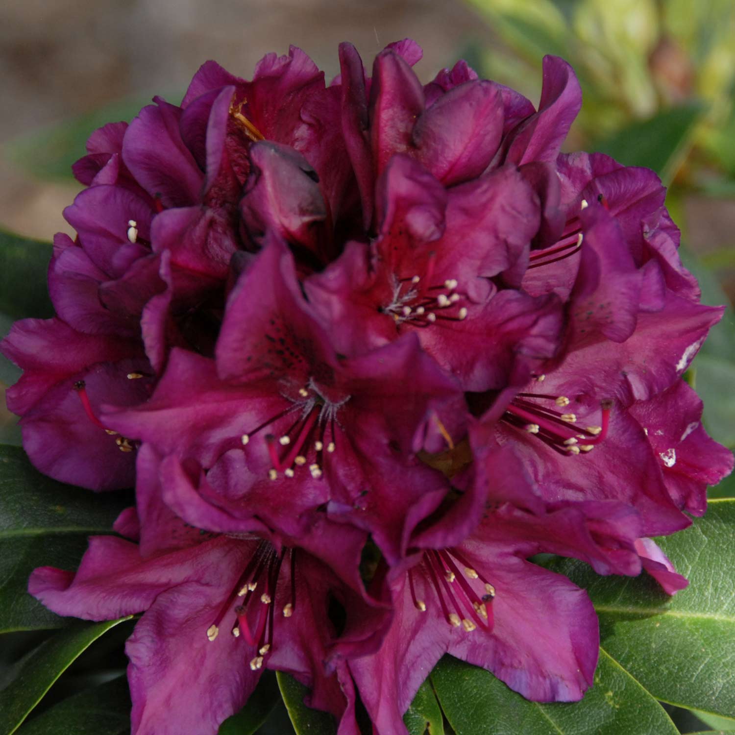 Rhododendron 'Polarnacht'