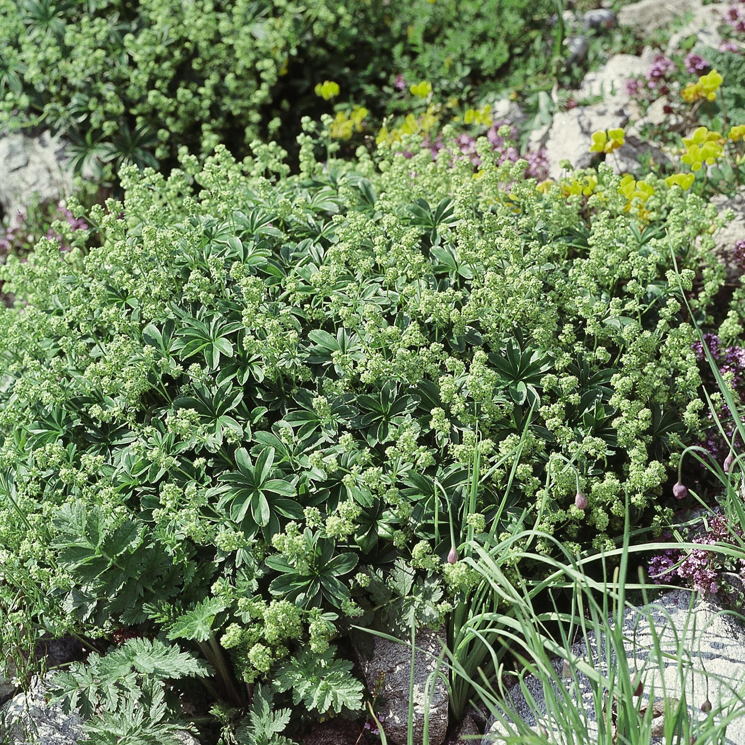 Kategorie <b>Produkt ohne Kategoriezuordnung </b> - Alpen-Silbermantel / Alpen-Frauenmantel Lieferform: Im 9 cm Topf - Alchemilla alpina