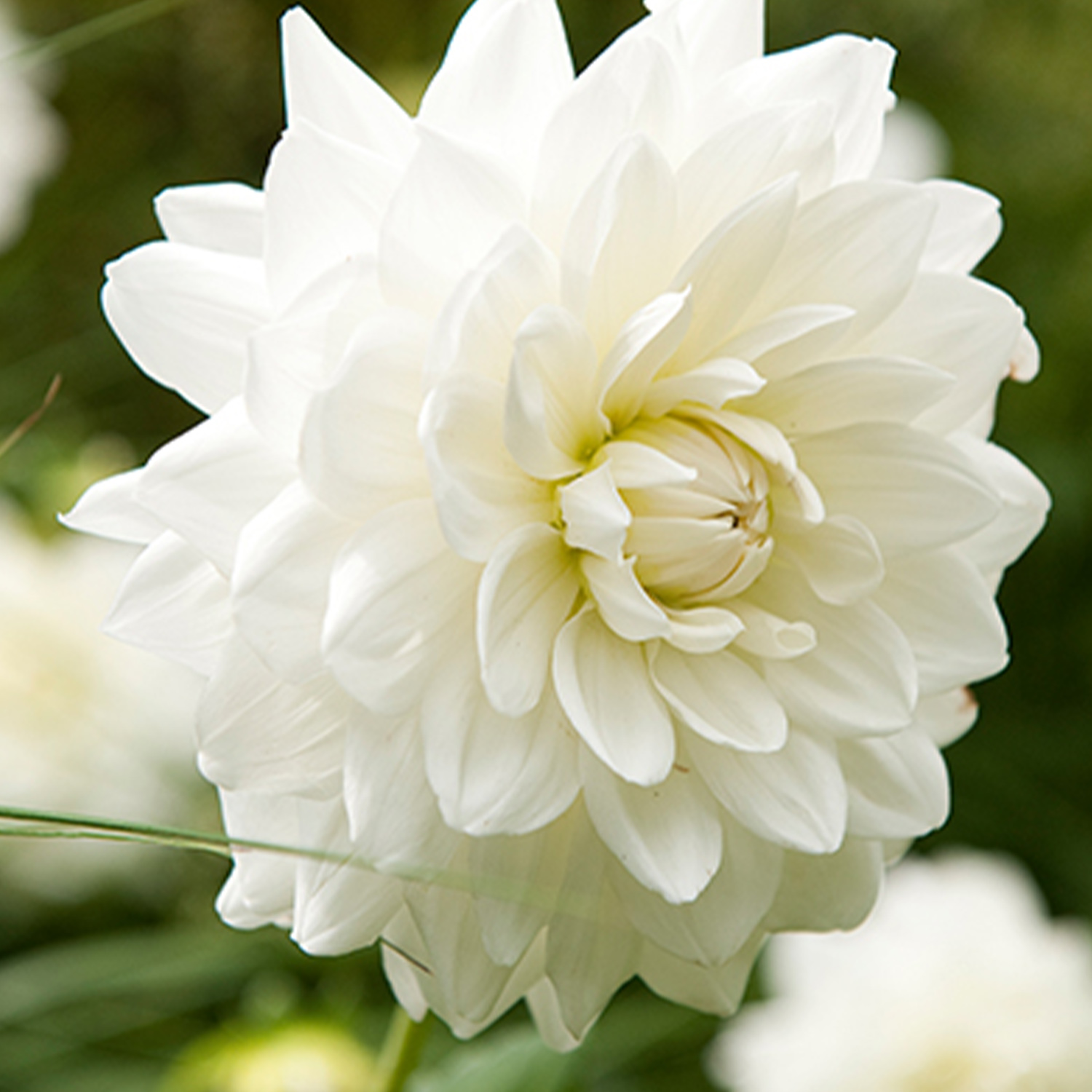 Großblumige Dahlie 'Fleurel' - 1 Stück