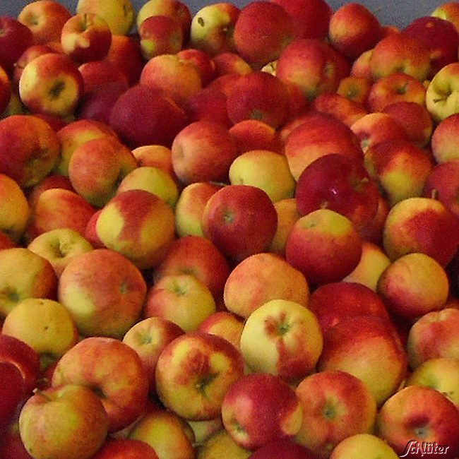 Kategorie <b>Produkt ohne Kategoriezuordnung </b> - Apfel &#039;Santana&#039; - Allergiker geeignet Liefergröße: 80 - 100 cm - Malus &#039;Santana&#039;