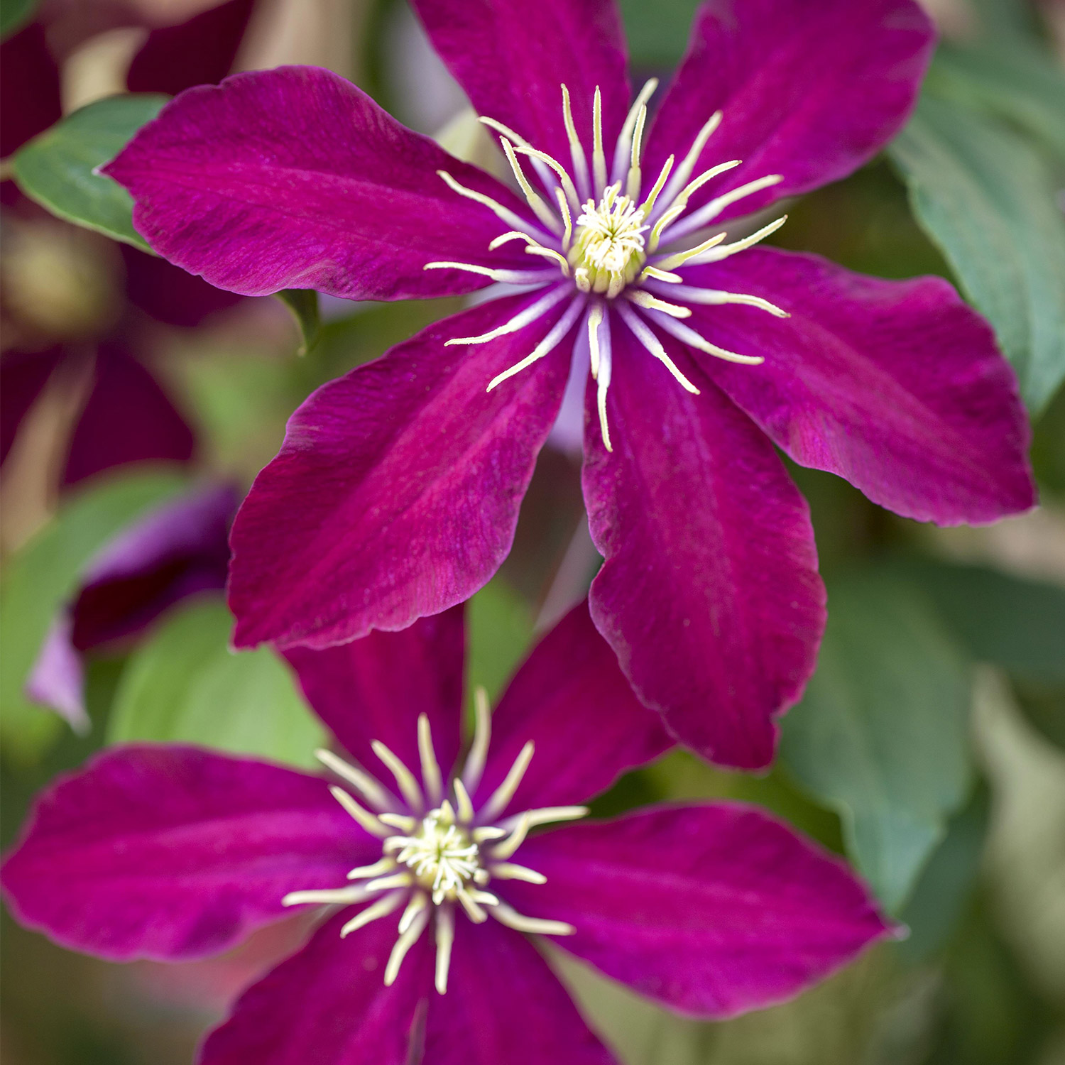 Clematis 'Niobe'