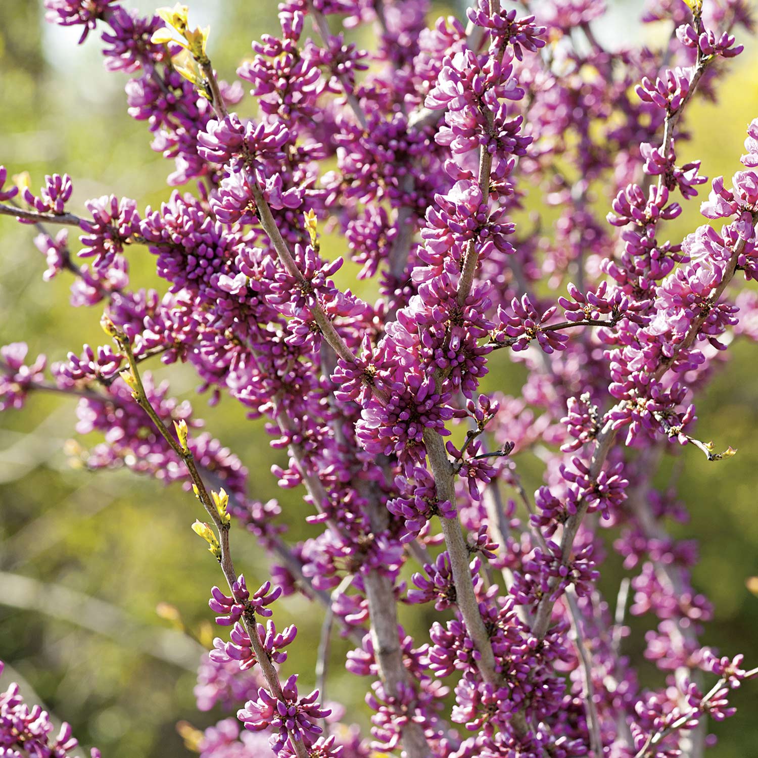 Chinesischer Judasbaum 'Avondale'