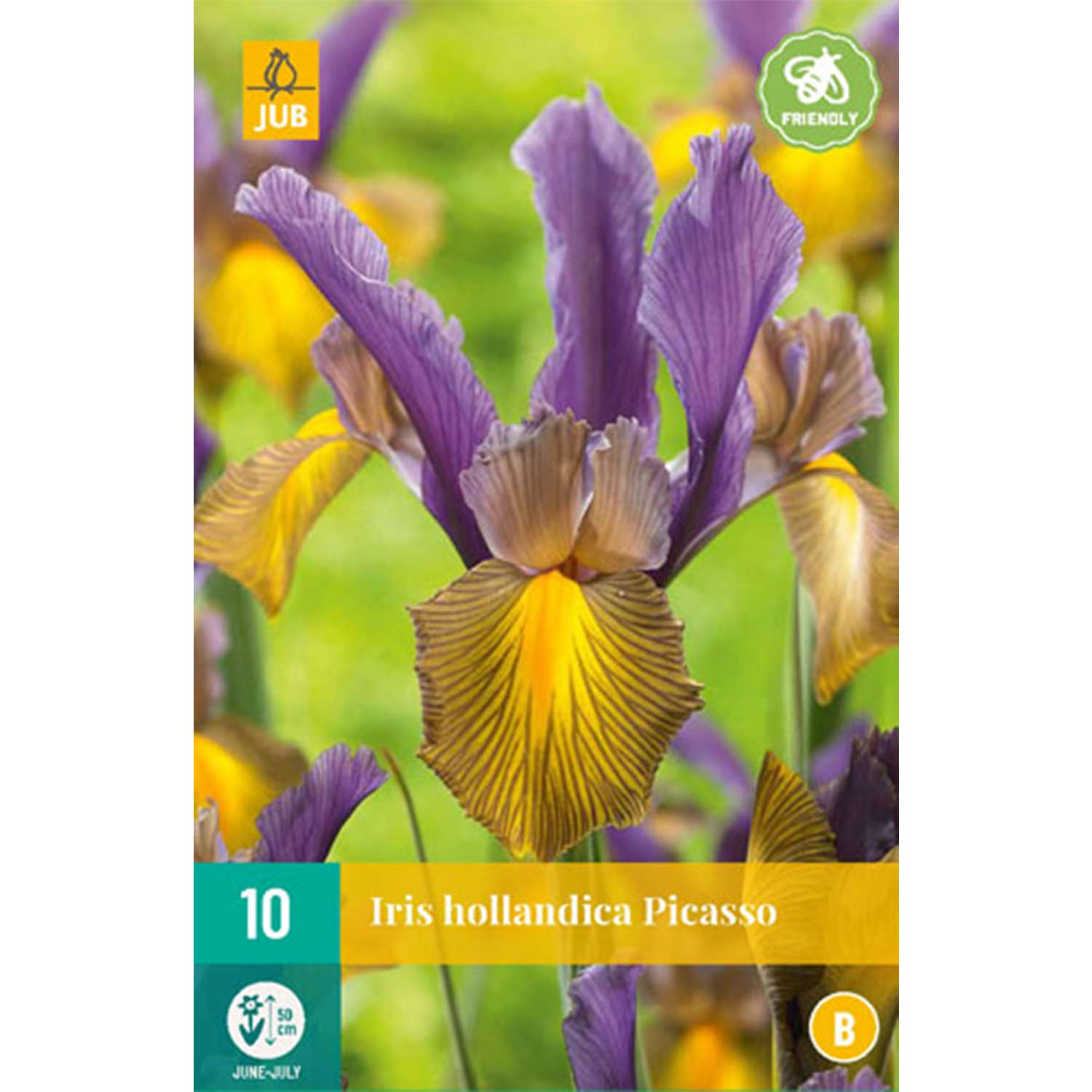 Iris hollandica 'Picasso' - 10 Stück