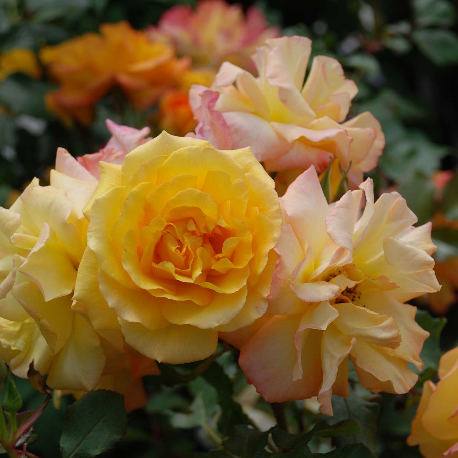 Strauchrose 'Sahara®' Wurzelnackte Pflanze Liefergröße: mind. 3 starke Triebe