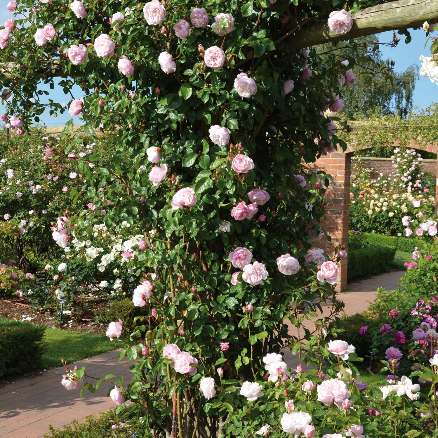 David Austin-Rose 'The Generous Gardener®' - AGM-Rose