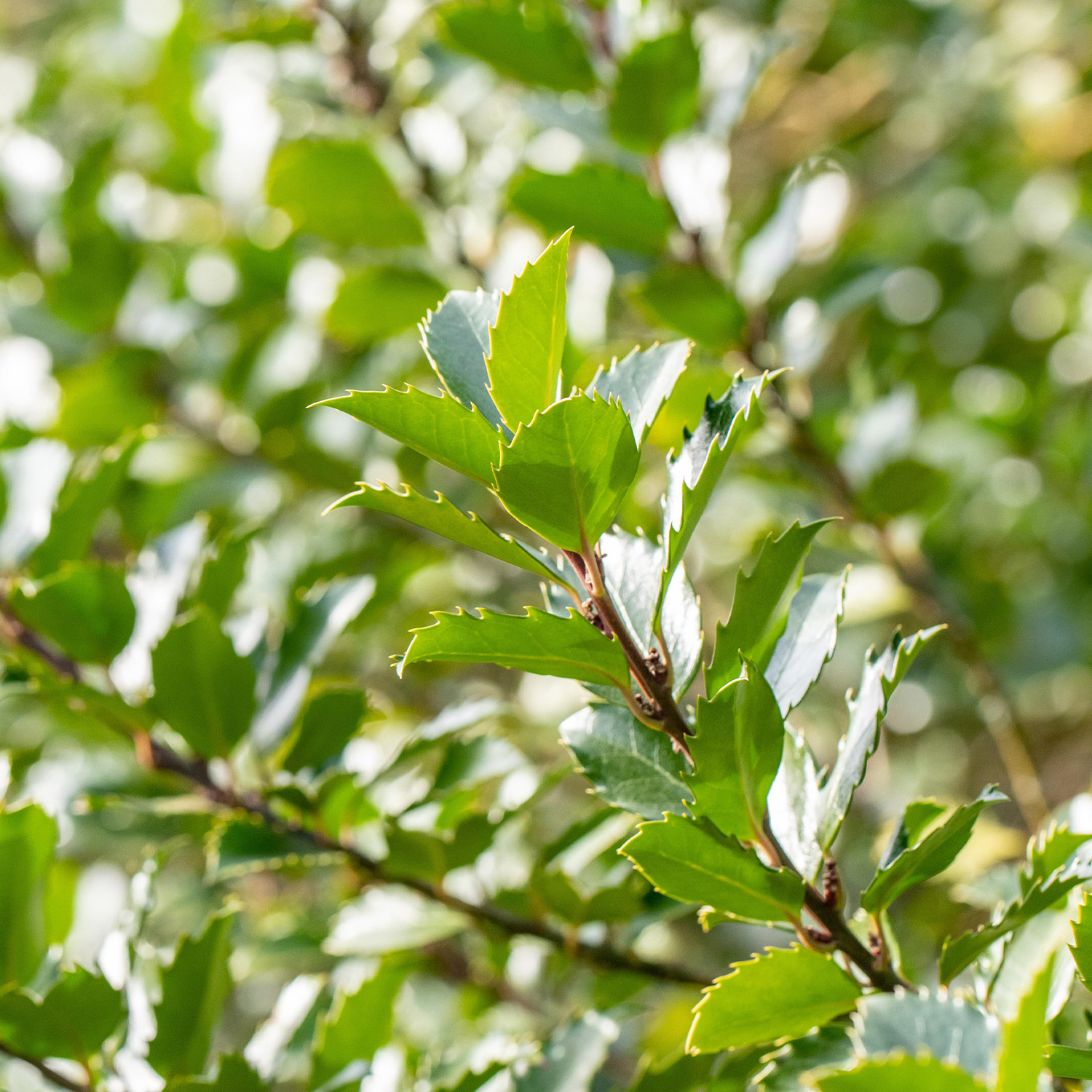 Kategorie <b>Produkt ohne Kategoriezuordnung </b> - Stechpalme &#039;Blue Princess&#039; Liefergröße: ca. 60 - 80 cm - Ilex meserveae &#039;Blue Princess&#039;