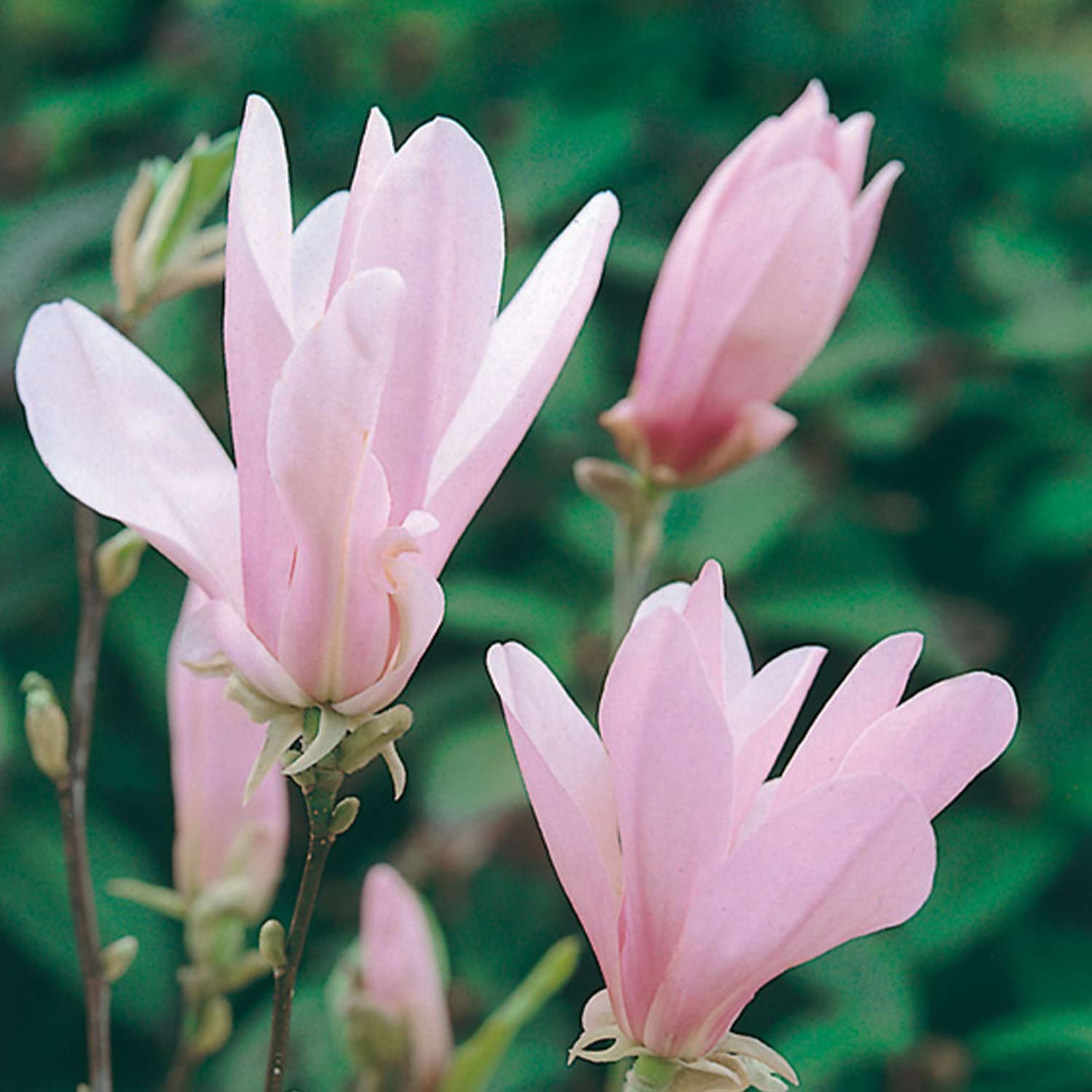 Sternmagnolie 'George Henry Kern'