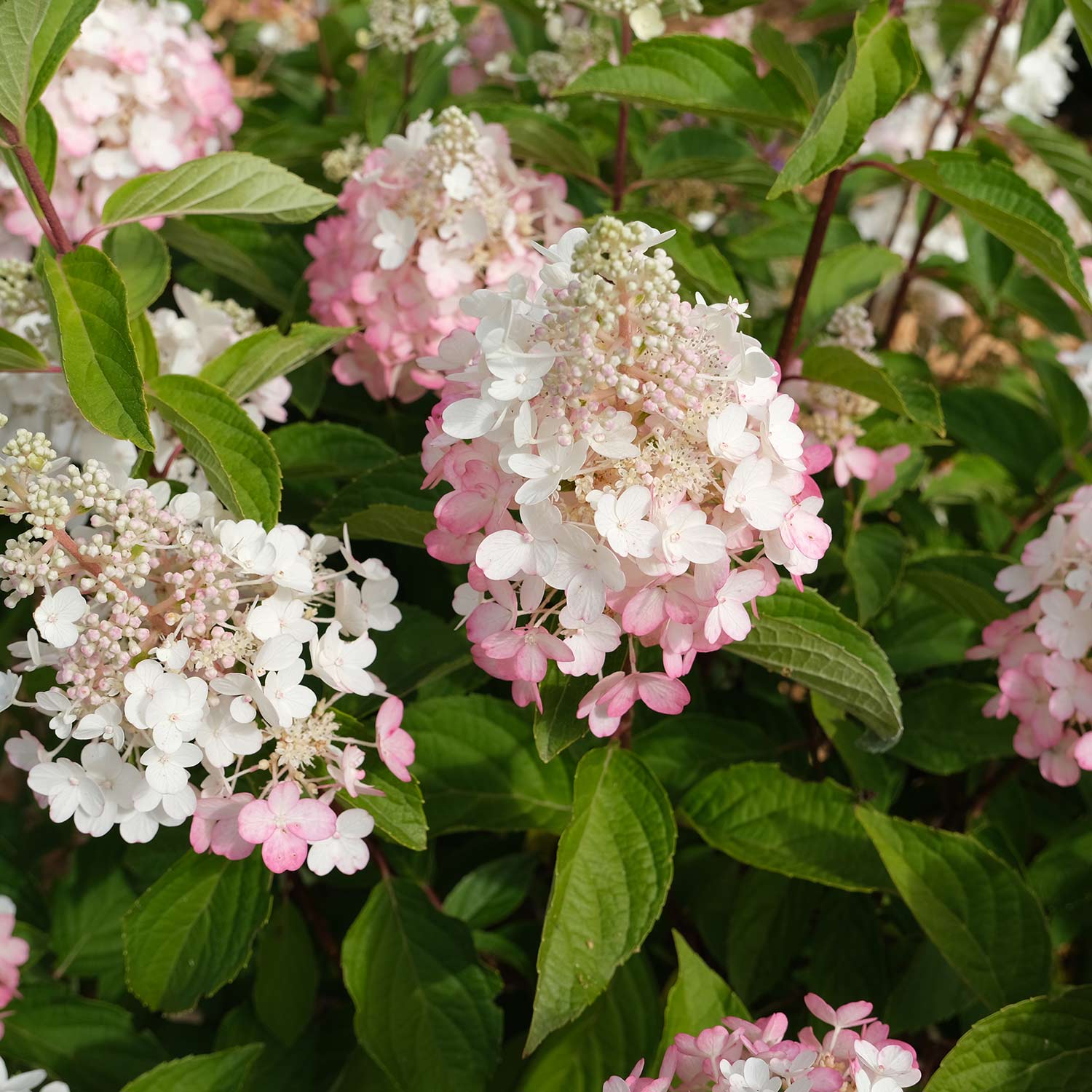 Rispenhortensie 'Baby Lace®'