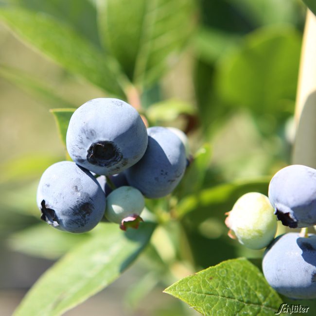 Heidelbeere 'Brigitta Blue'