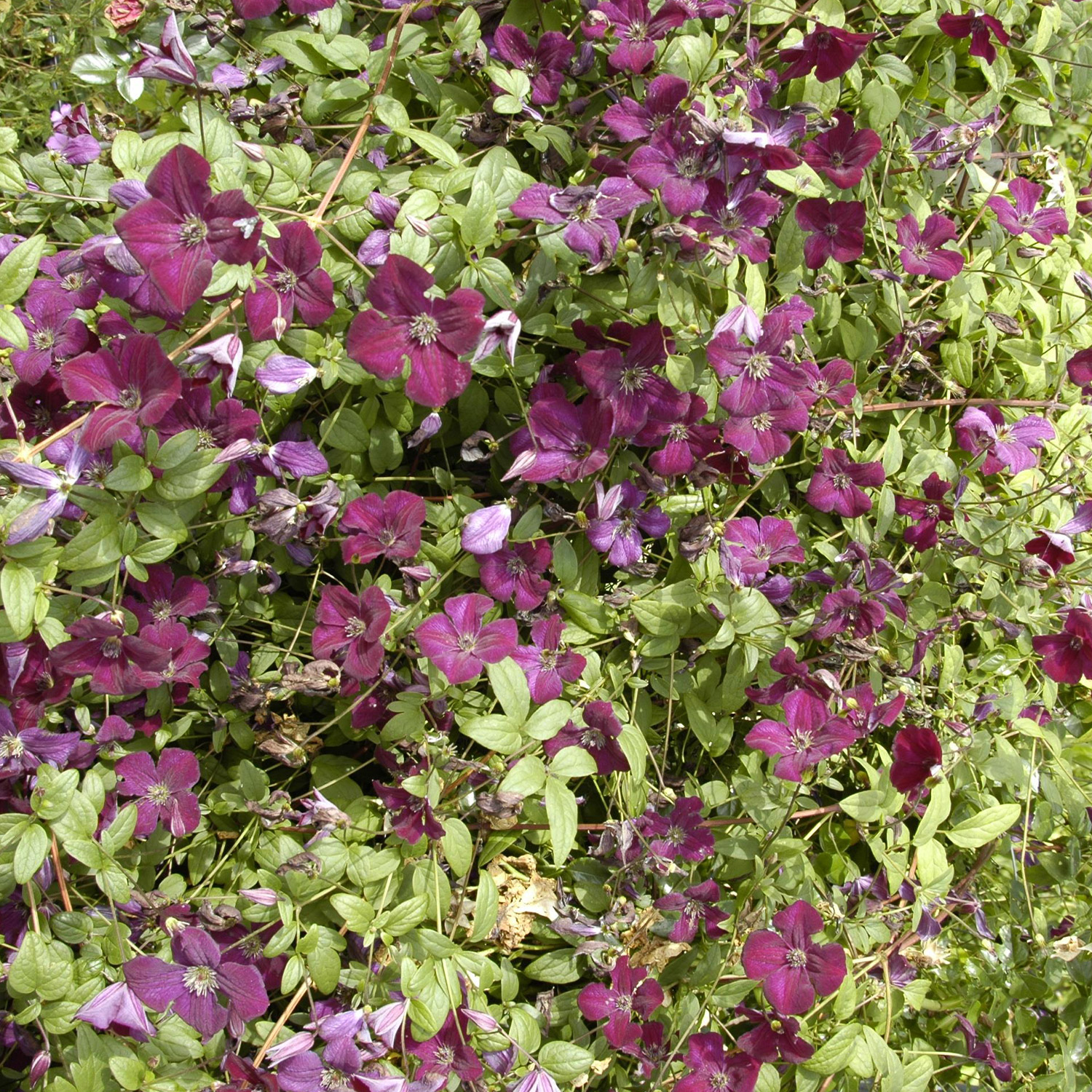 Clematis 'Royal Velours'