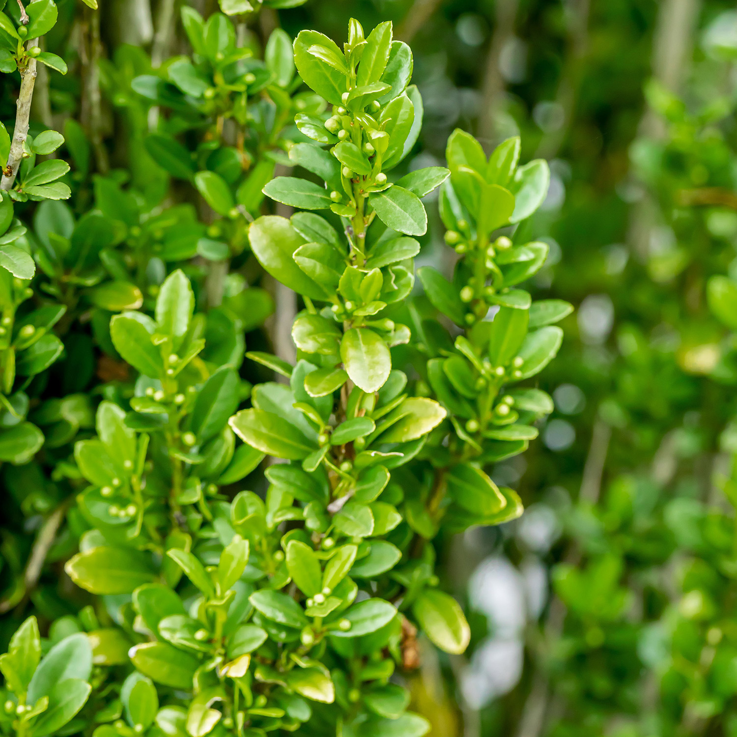 Japanische Stechpalme / Säulenilex 'Fastigiata'