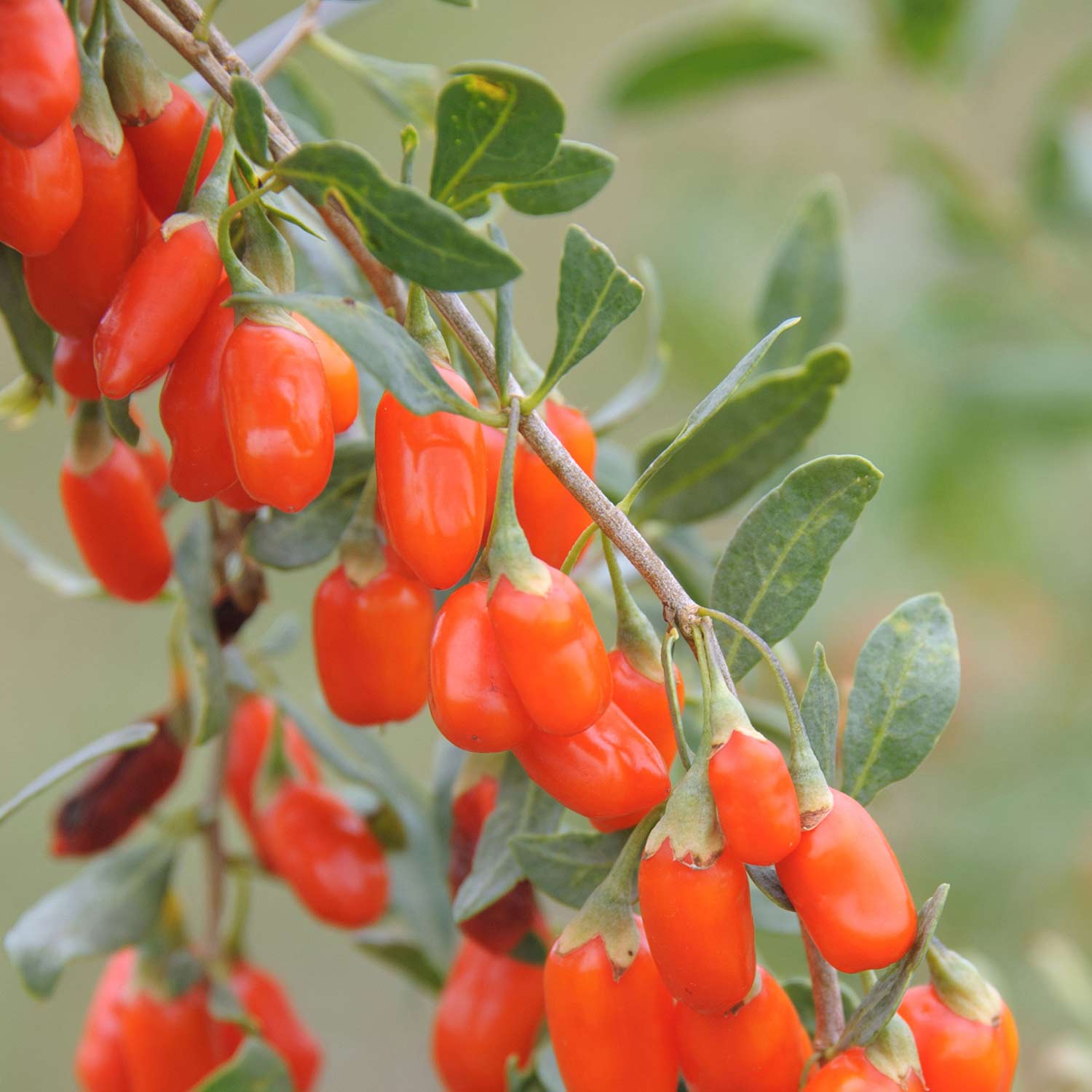 Chinesischer Bocksdorn 'No. 1 Lifeberry' - Gojibeere