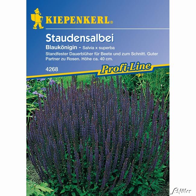 Salbei 'Blaukönigin'