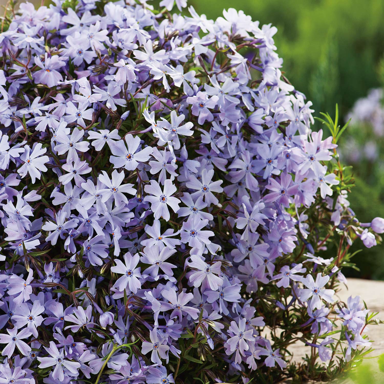 Polsterphlox 'Emerald Cushion Blue' C3