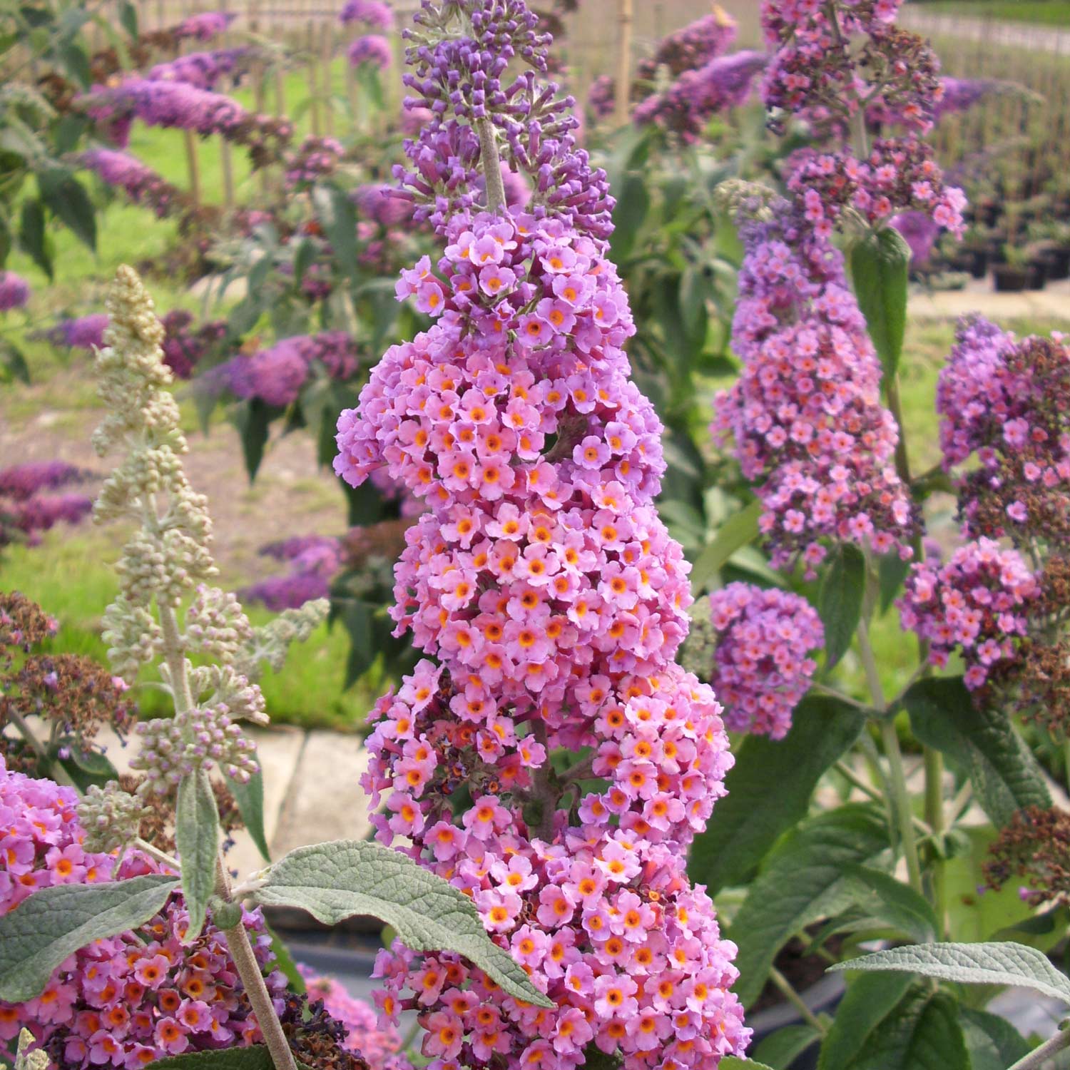 Schmetterlingsflieder 'Flower Power'