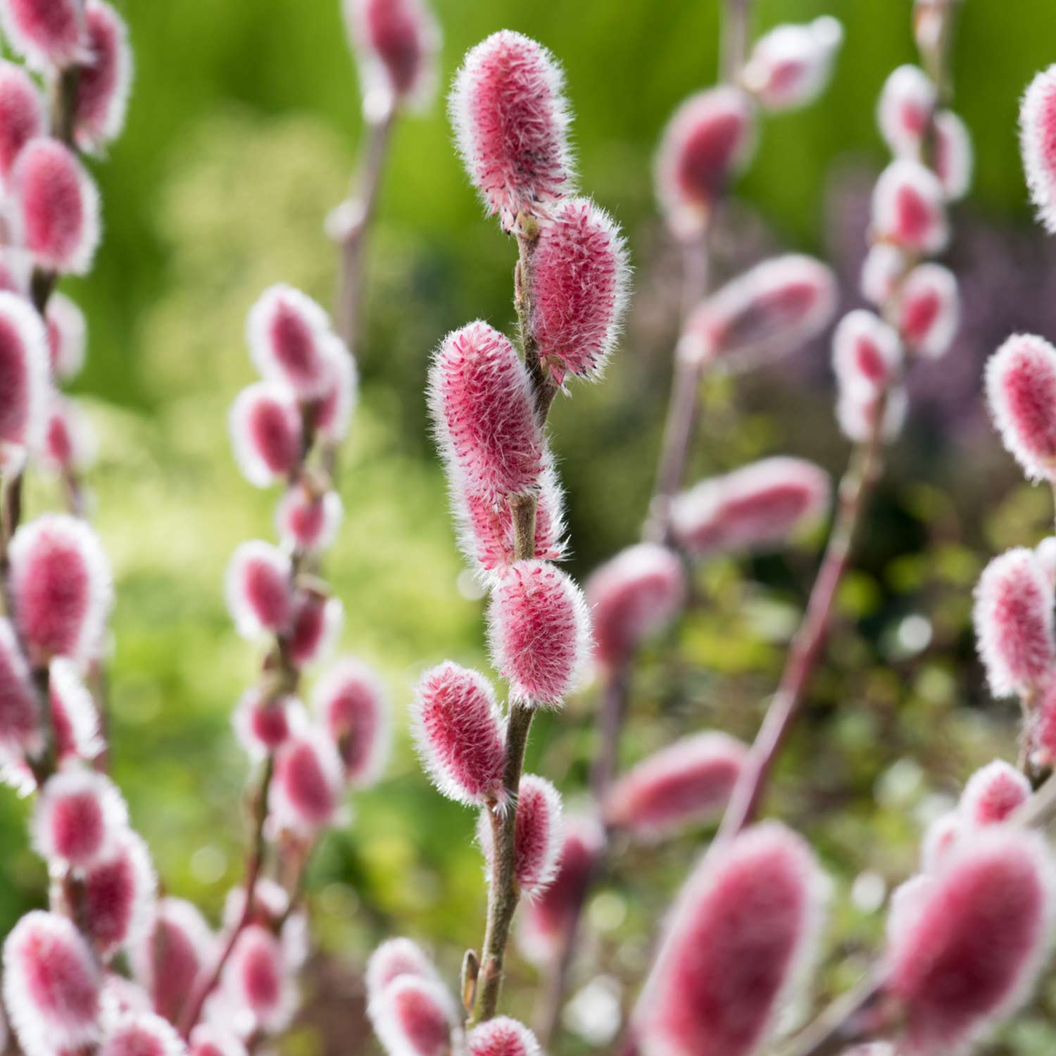 Rosa Kätzchenweide 'Mount Aso' 'Rotkätzchen'