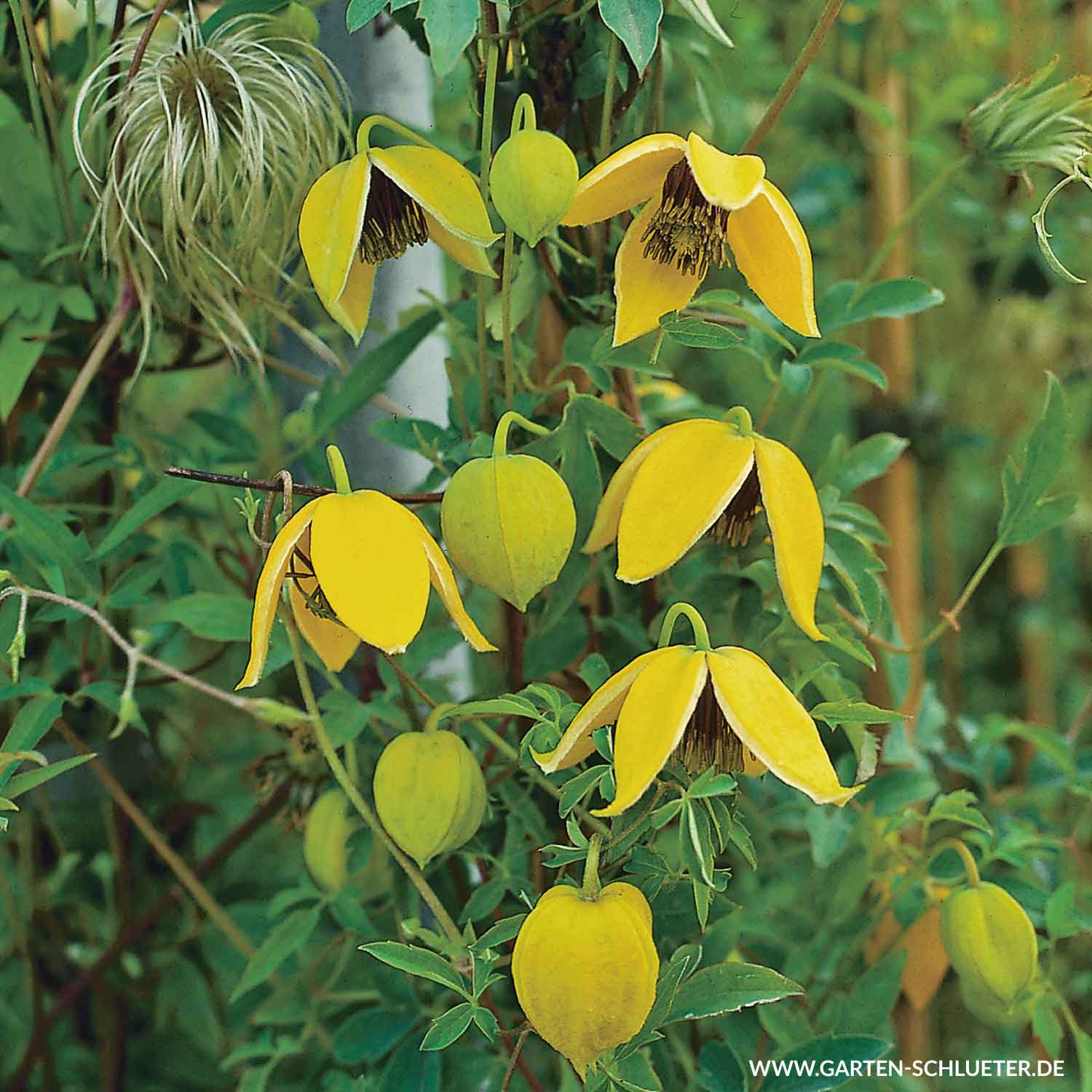 Clematis 'Orange Peel'