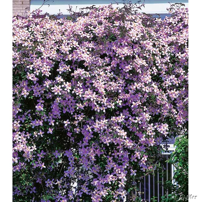 Clematis 'Rubens'