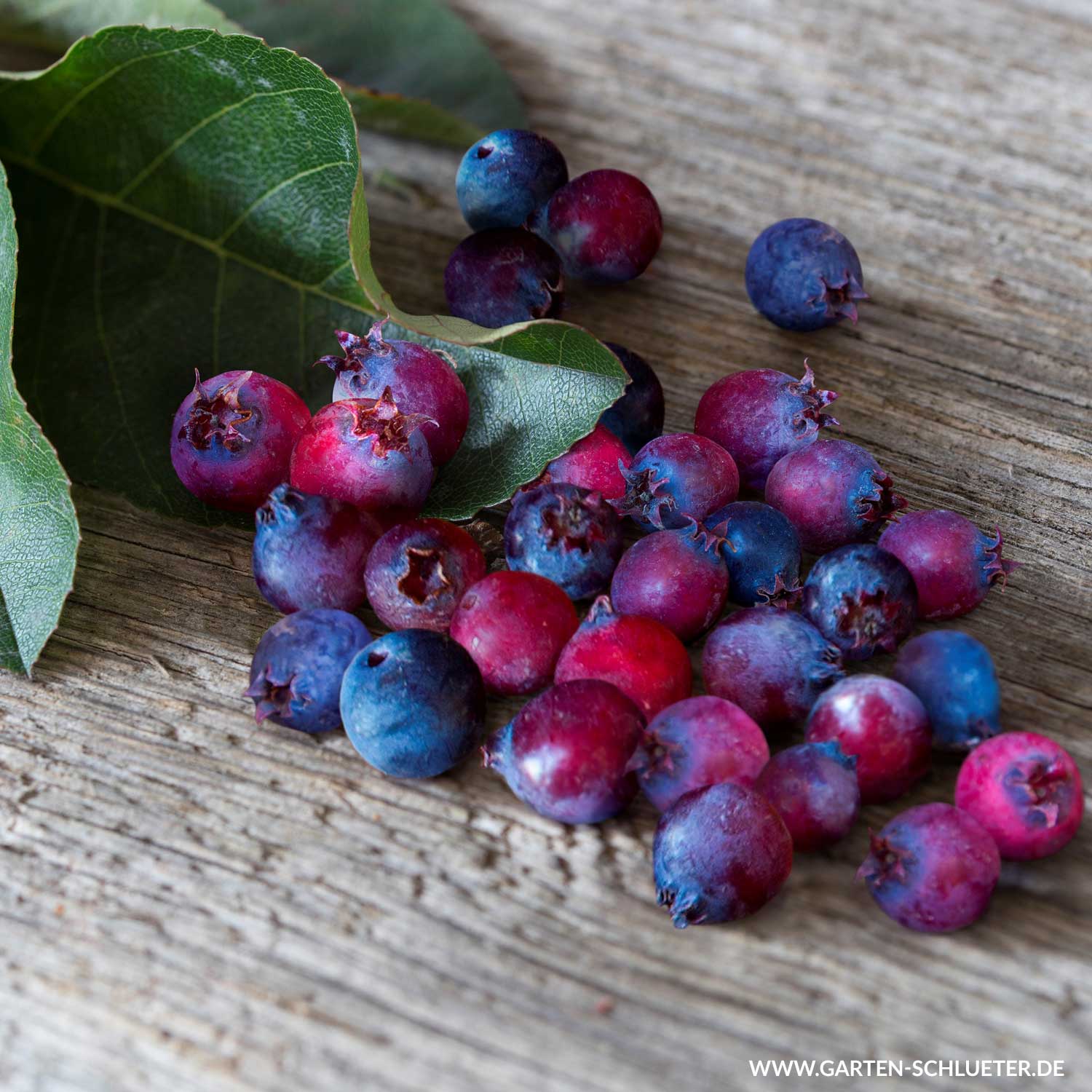 Saskatoonbeere  - Frucht-Felsenbirne 'Saskatoon Berry®'