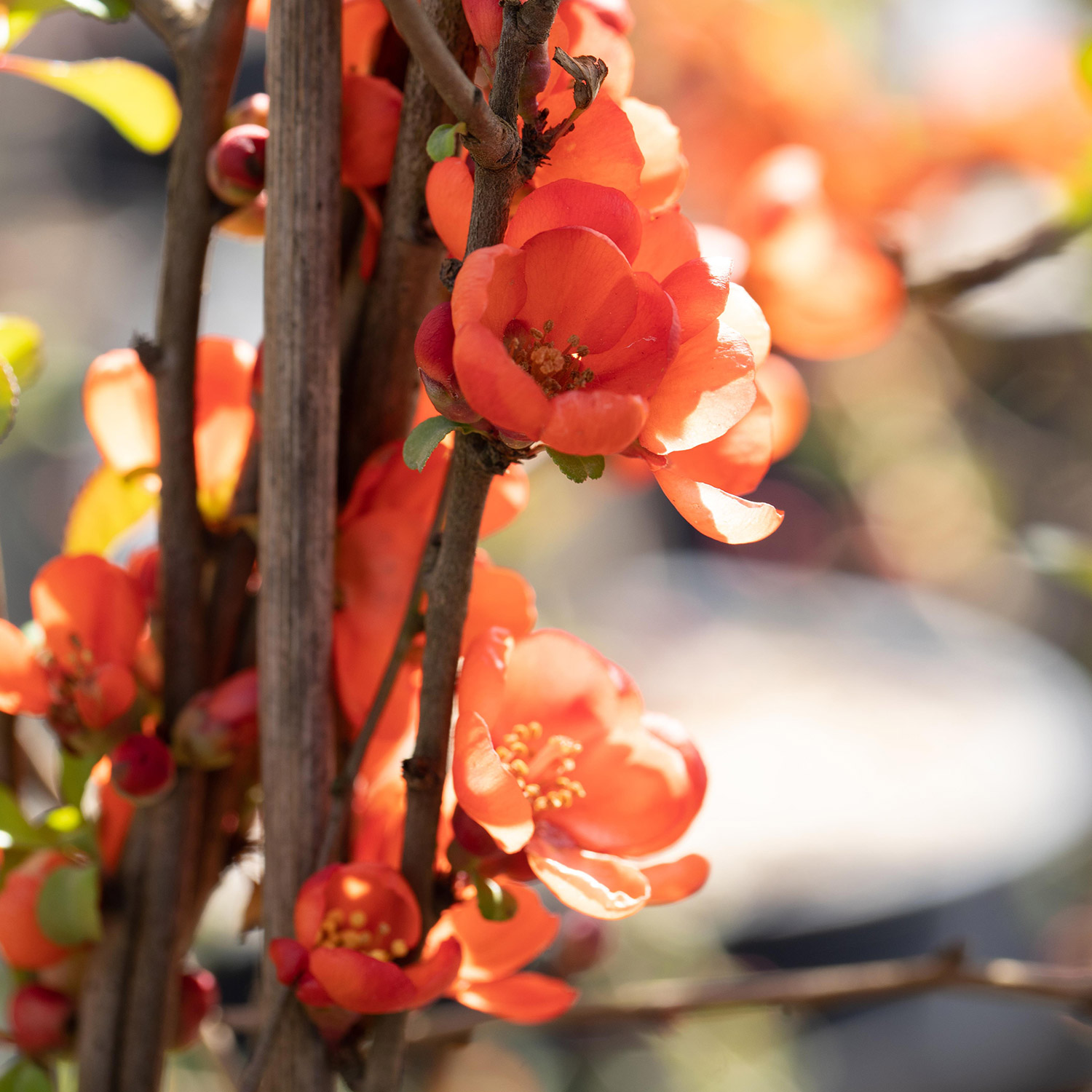 Zierquitte 'Orange Trail'