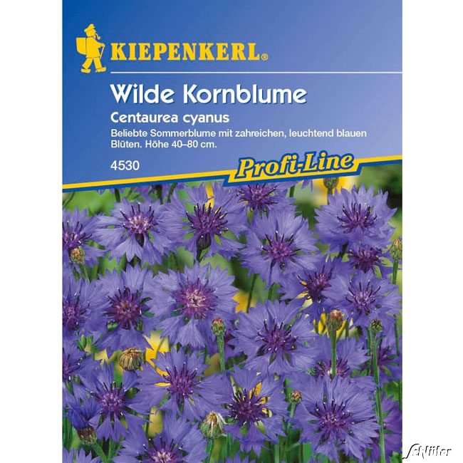 Kornblume