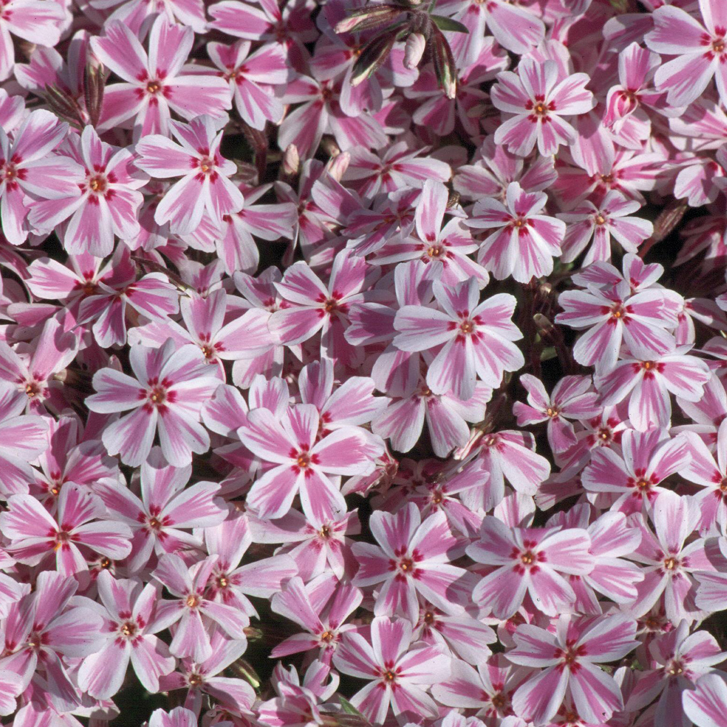 Polsterphlox 'Candy Stripes'