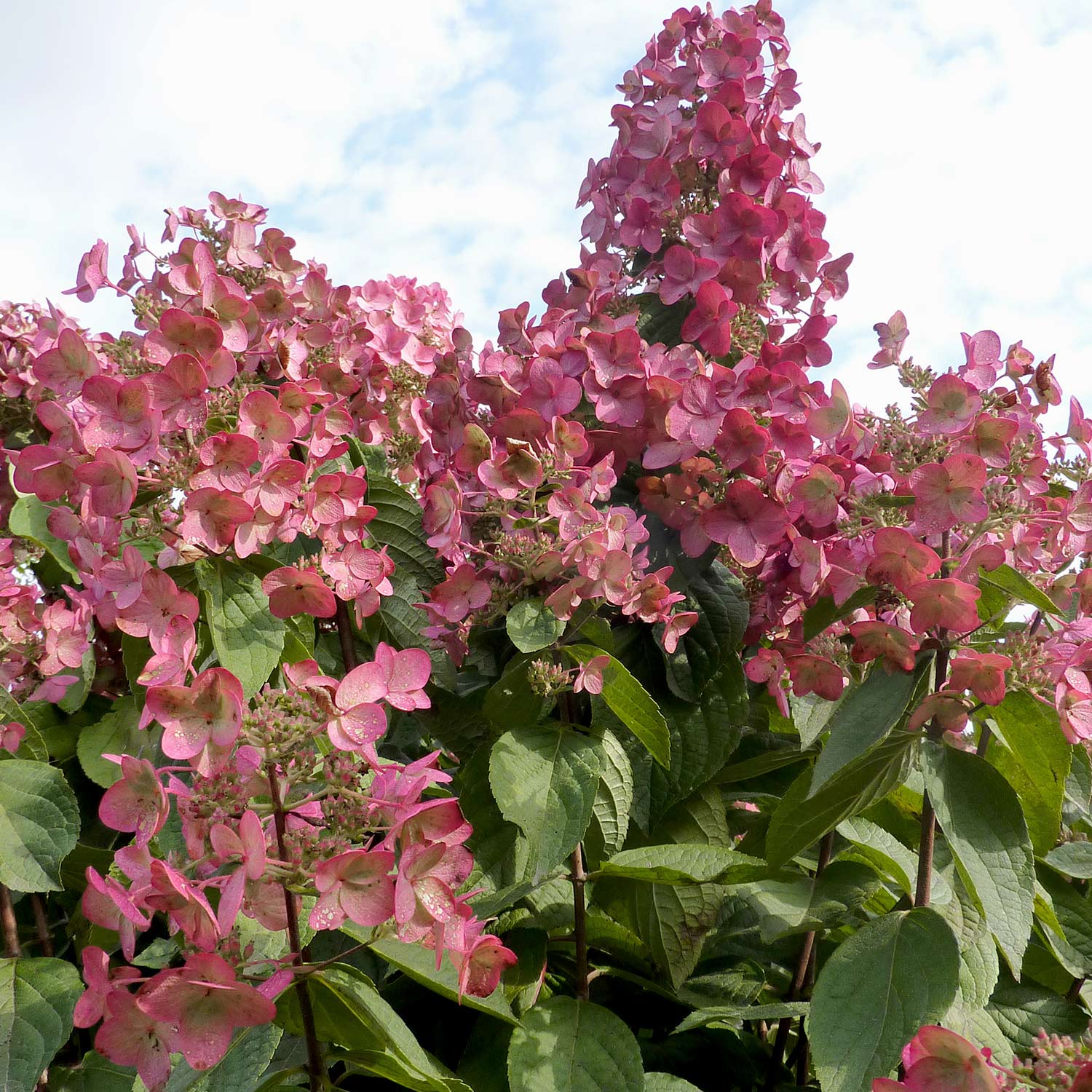 Rispenhortensie 'Mega Mindy®'