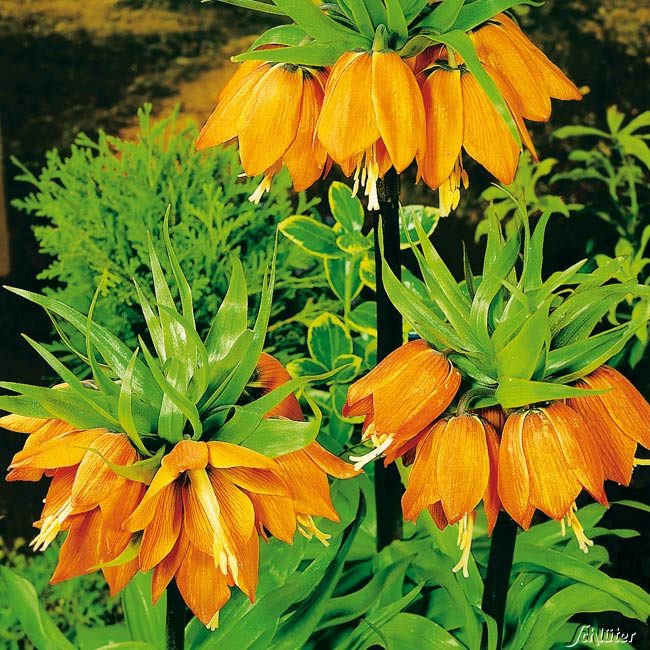 Kaiserkrone 'Aurora' (orange) - 1 Stück