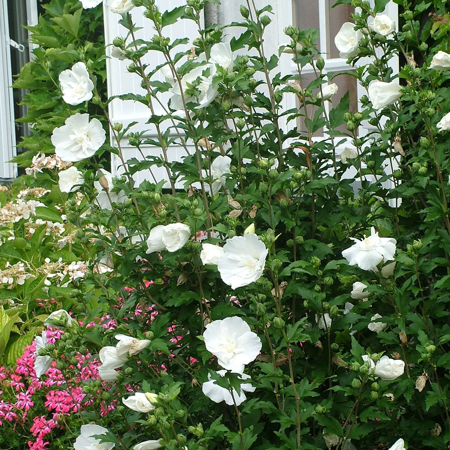 Garteneibisch 'White Chiffon®'