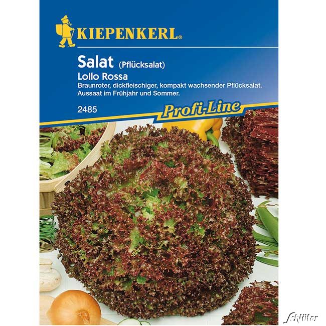 Pflücksalat 'Lollo Rossa