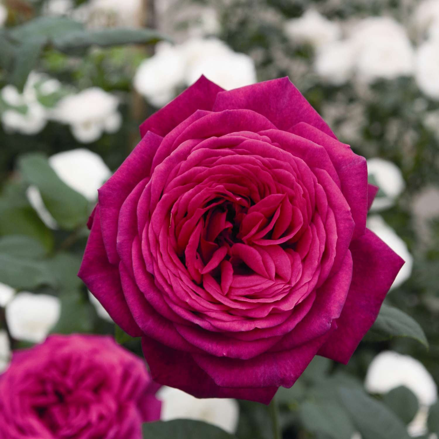 Edelrose 'Johann Wolfgang von Goethe'