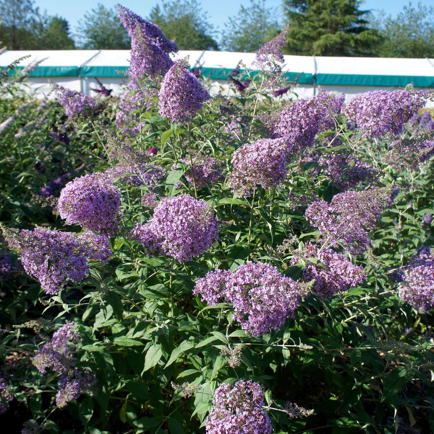 Riesenblütiger Sommerflieder 'Gulliver'