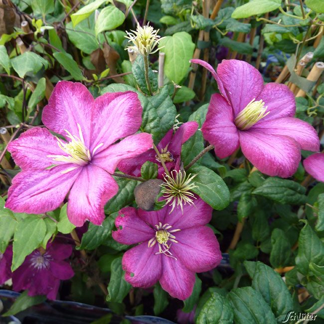 Clematis 'Ville de Lyon'