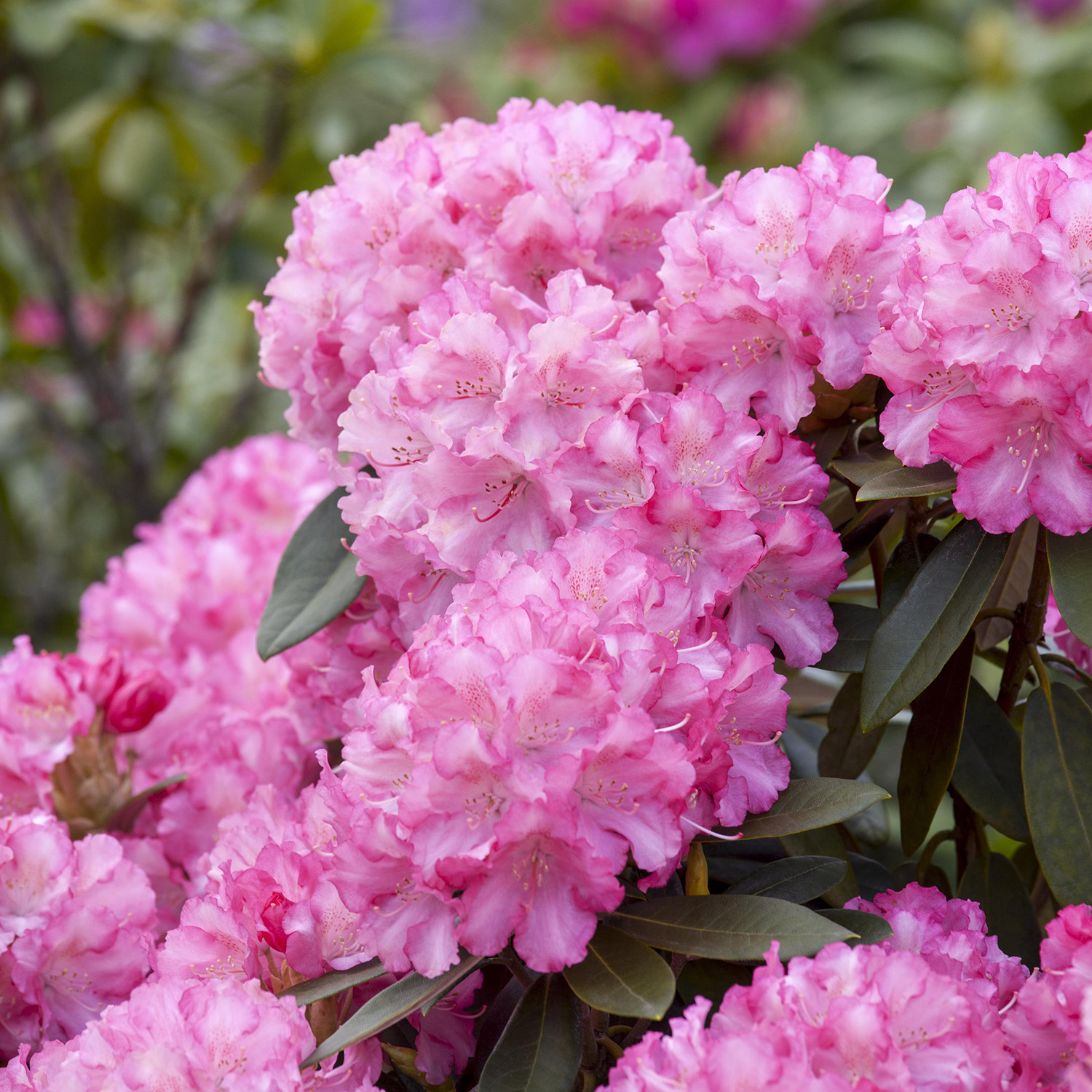 Ball-Rhododendron 'Kalinka'