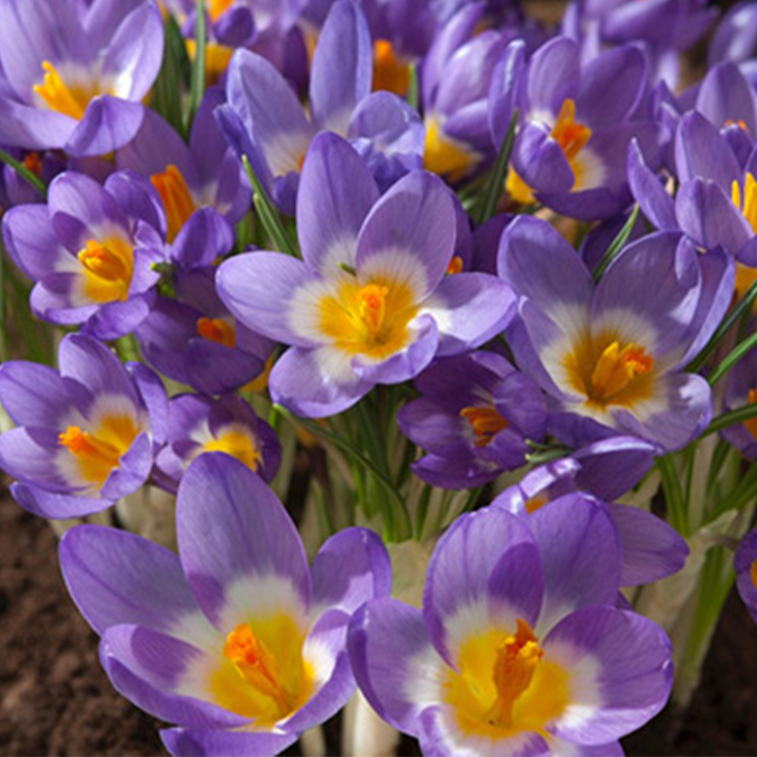 Botanische Krokusse 'Sieberi Tricolor' - 15 Stück