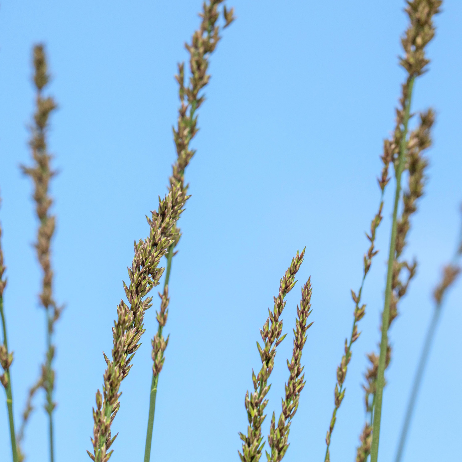 Kleines Pfeifengras 'Heidebraut'