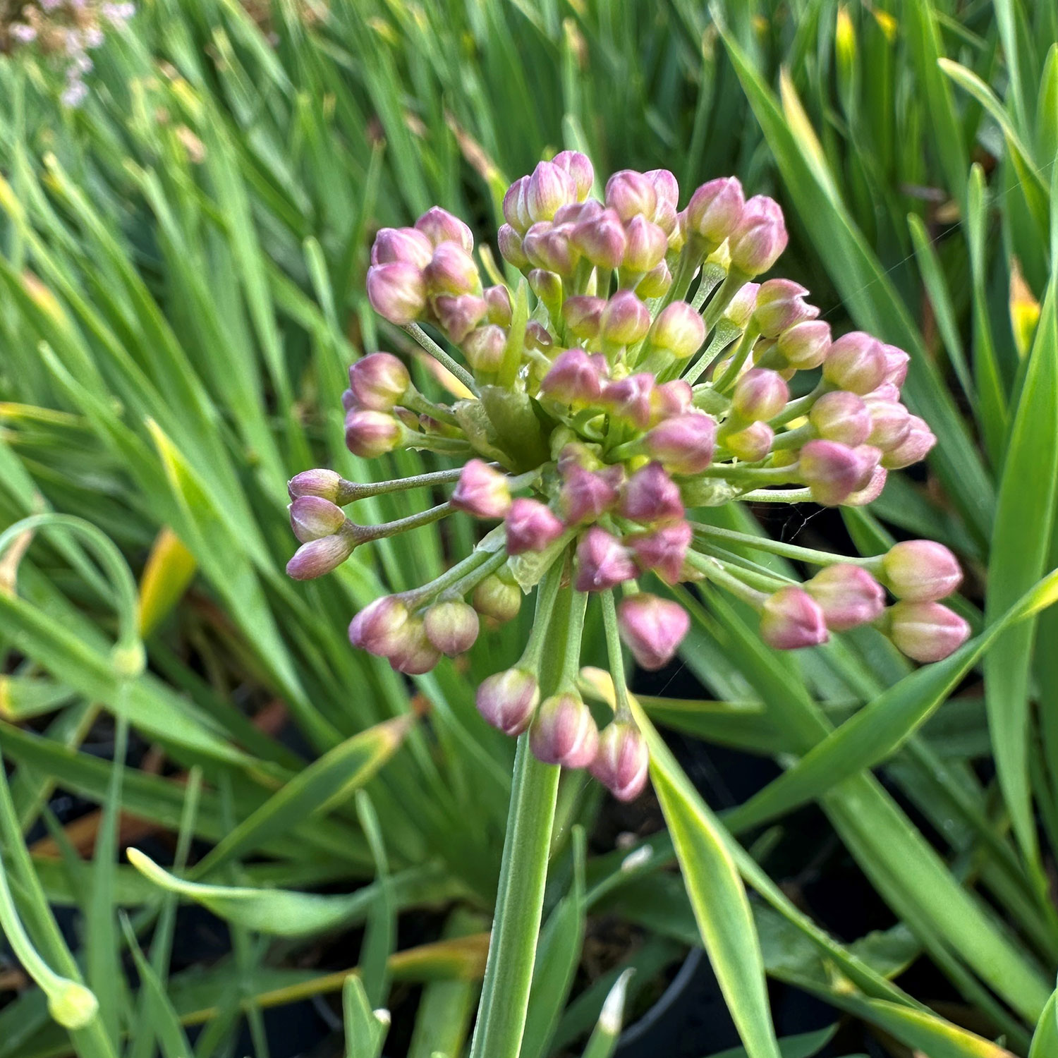 Allium- Berglauch 'Bubble Bath'